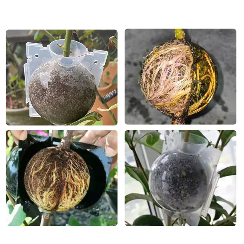 Plant Root Growing Box
